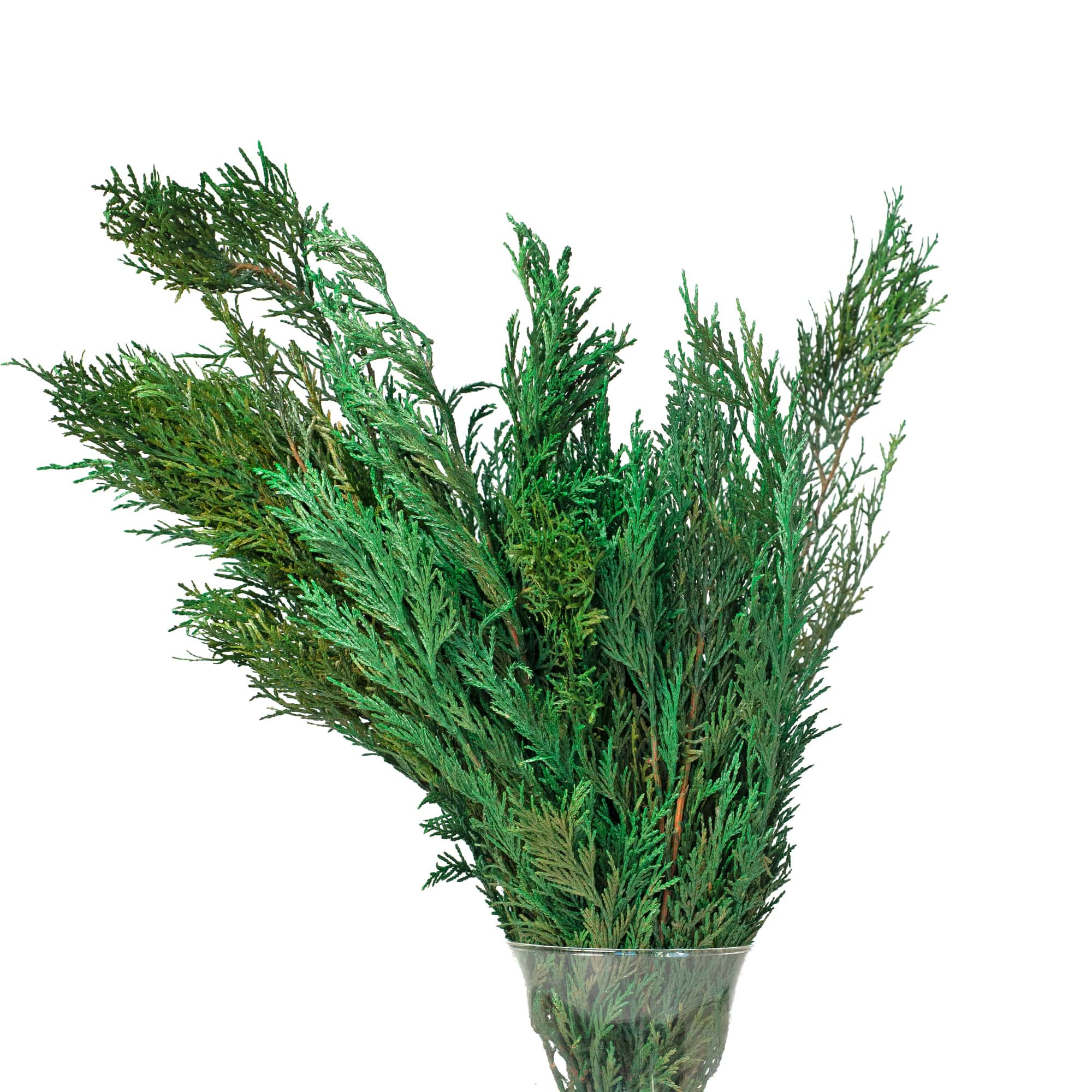 THUJA MAZI Baduende thuja-mazi-baduende